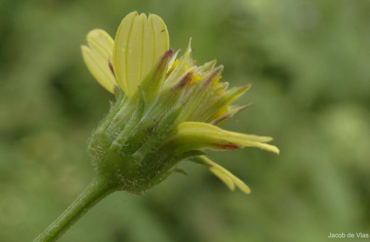 Bidens biternata (Lour.) Merr. & Sherff